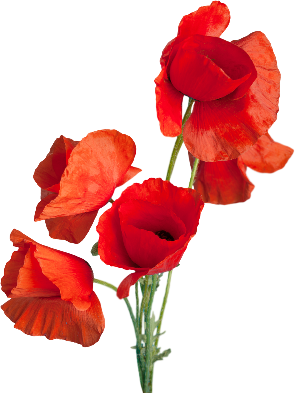Red Poppy Flowers - Isolated